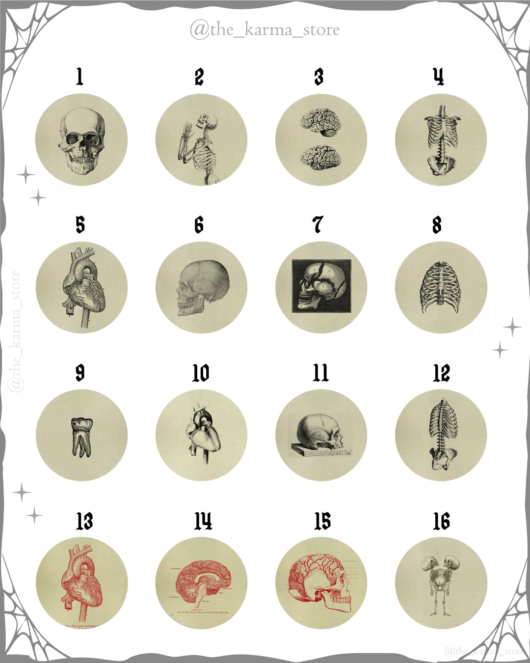 Anatomía