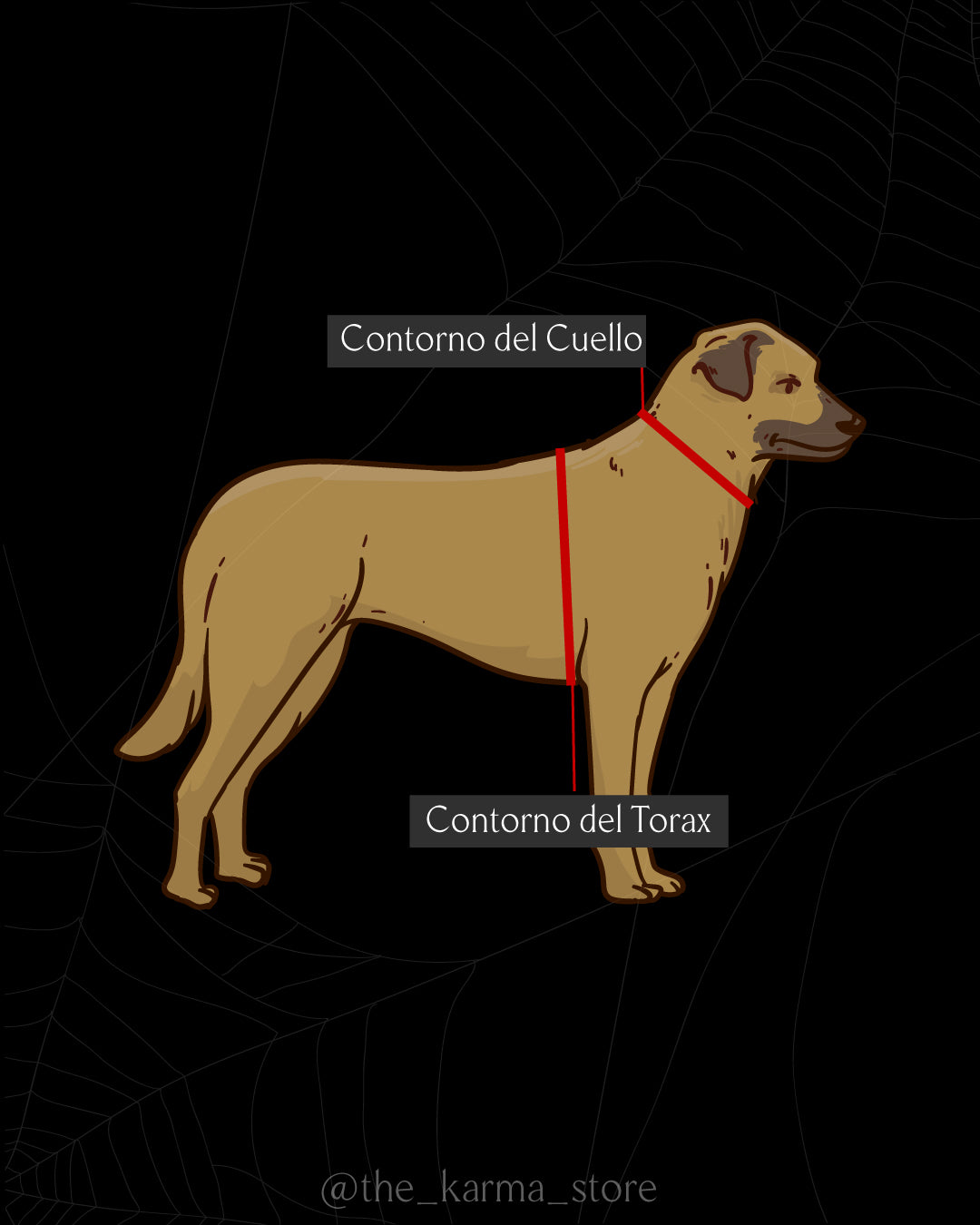 Collar para Mascota